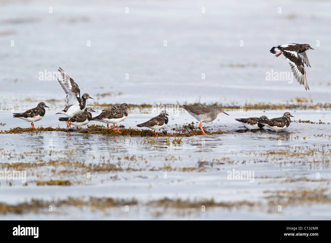 Steinwälzer (Arenaria Interpres) und Rotschenkel (Tringa Totanus), Watvögel ruht auf Algen im Meer, Herbst, Northumberland, England Stockfoto