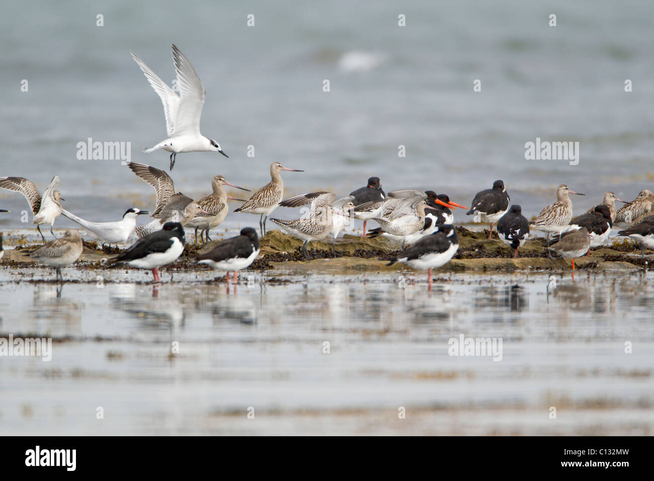 Watvögel und Seeschwalben, Herde ruht auf Felsen im Meer, Herbst, Northumberland, England Stockfoto