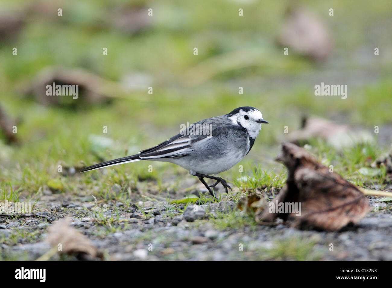 Weiß oder Pied Bachstelze (Motacilla Alba), thront auf dem richtigen Weg, Herbst, Northumberland, England Stockfoto