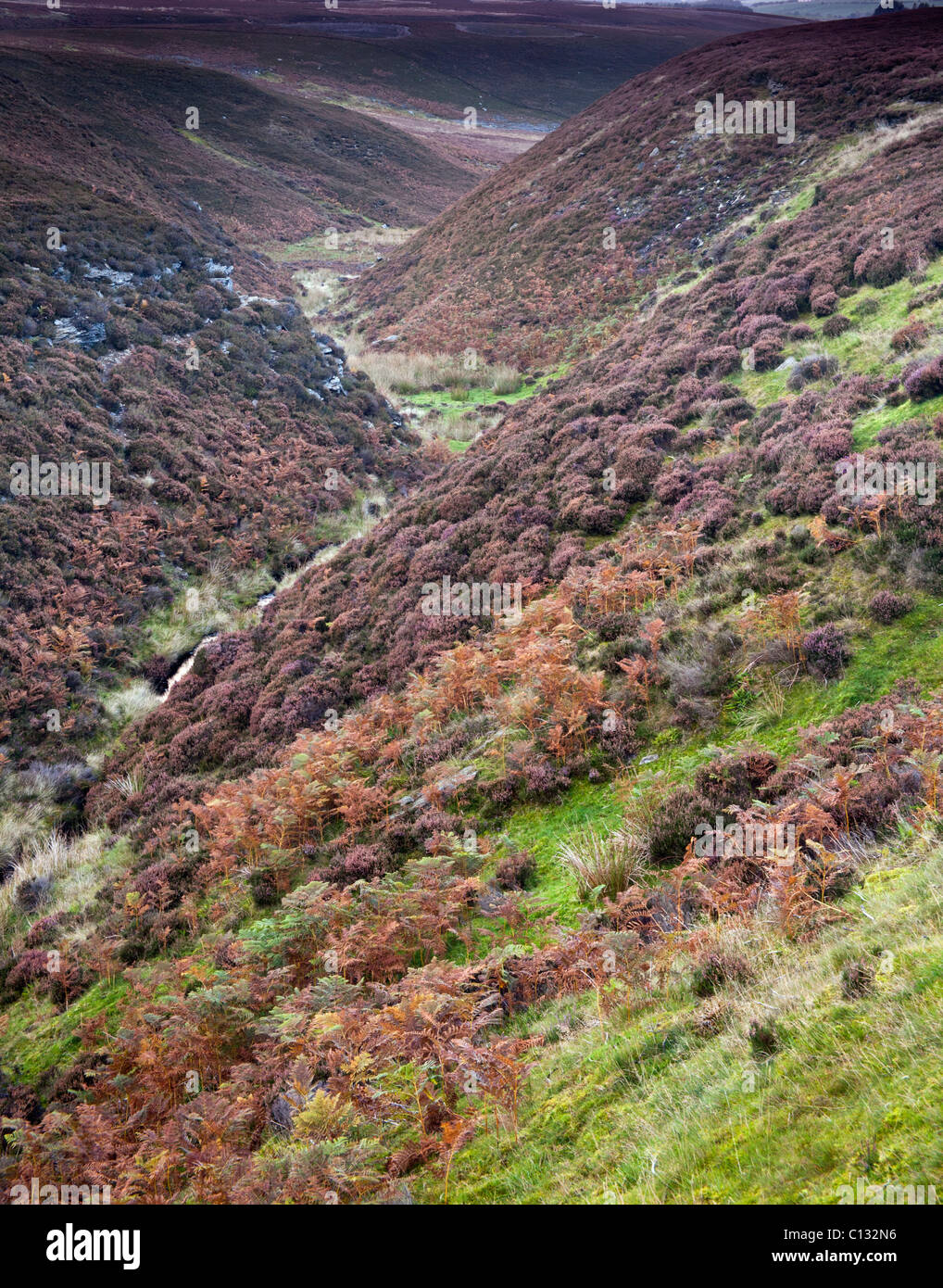 Moor-Tal, moor Moorschneehühner im Herbst, Allendale, Northumberland, England Stockfoto