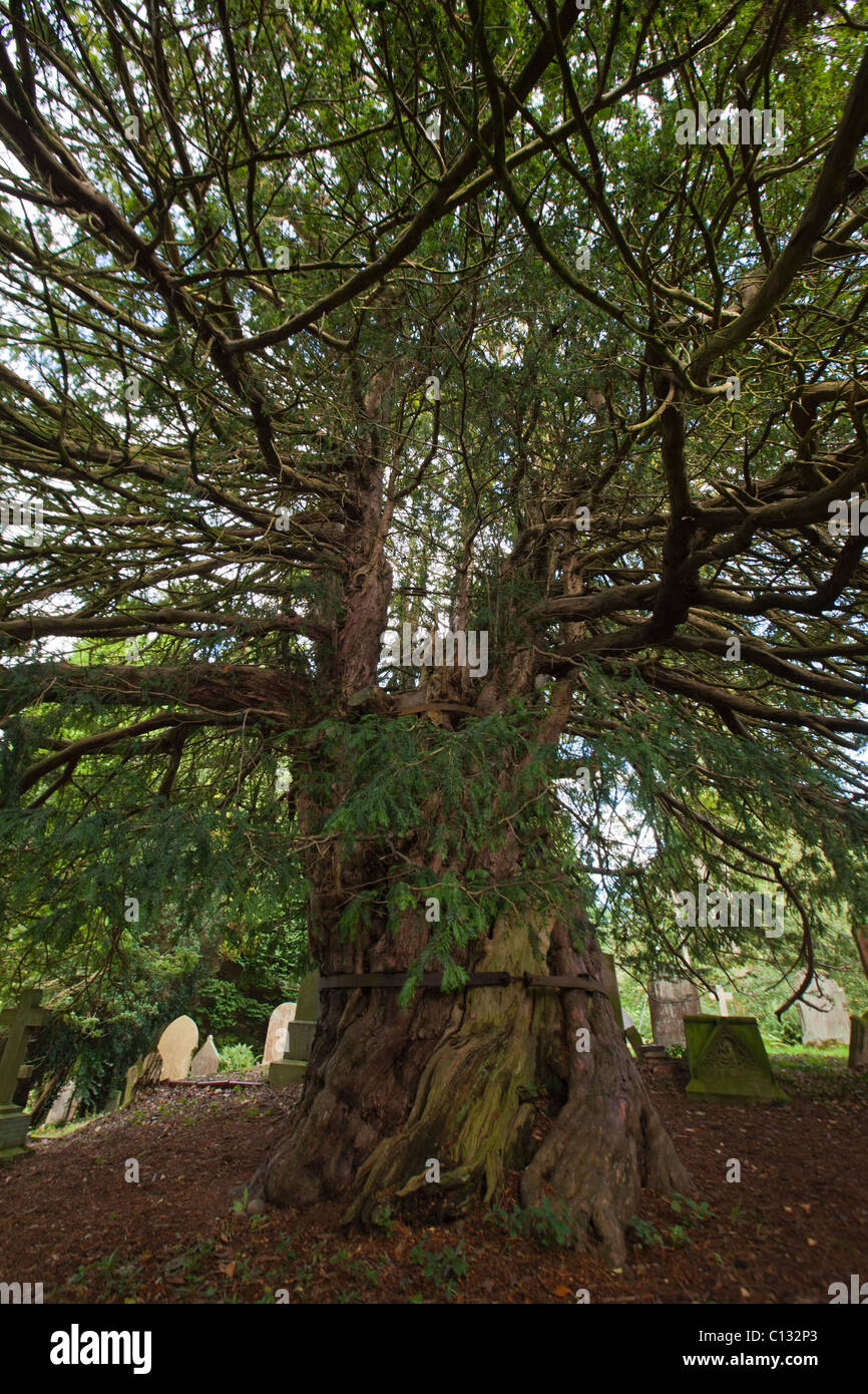Europäische Eibe (Taxus Baccata), tausend Jahre alten Baum, Beltingham Friedhof, Northumberland, England Stockfoto