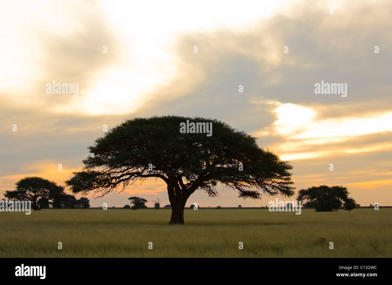Akazie, North West Province, Südafrika Stockfoto