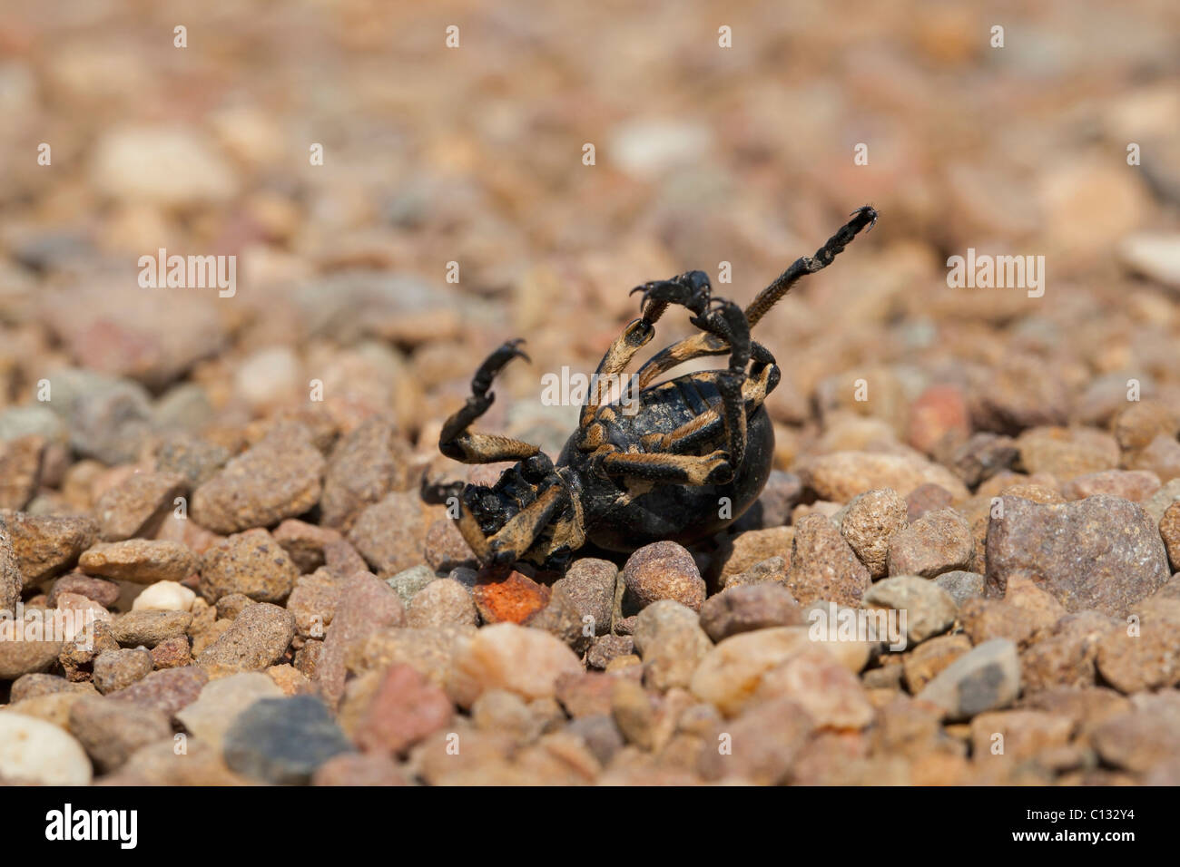 Käfer, tot, Räuber, nahe Nieuwoudtville, Provinz Northern Cape, Südafrika zu entmutigen Stockfoto