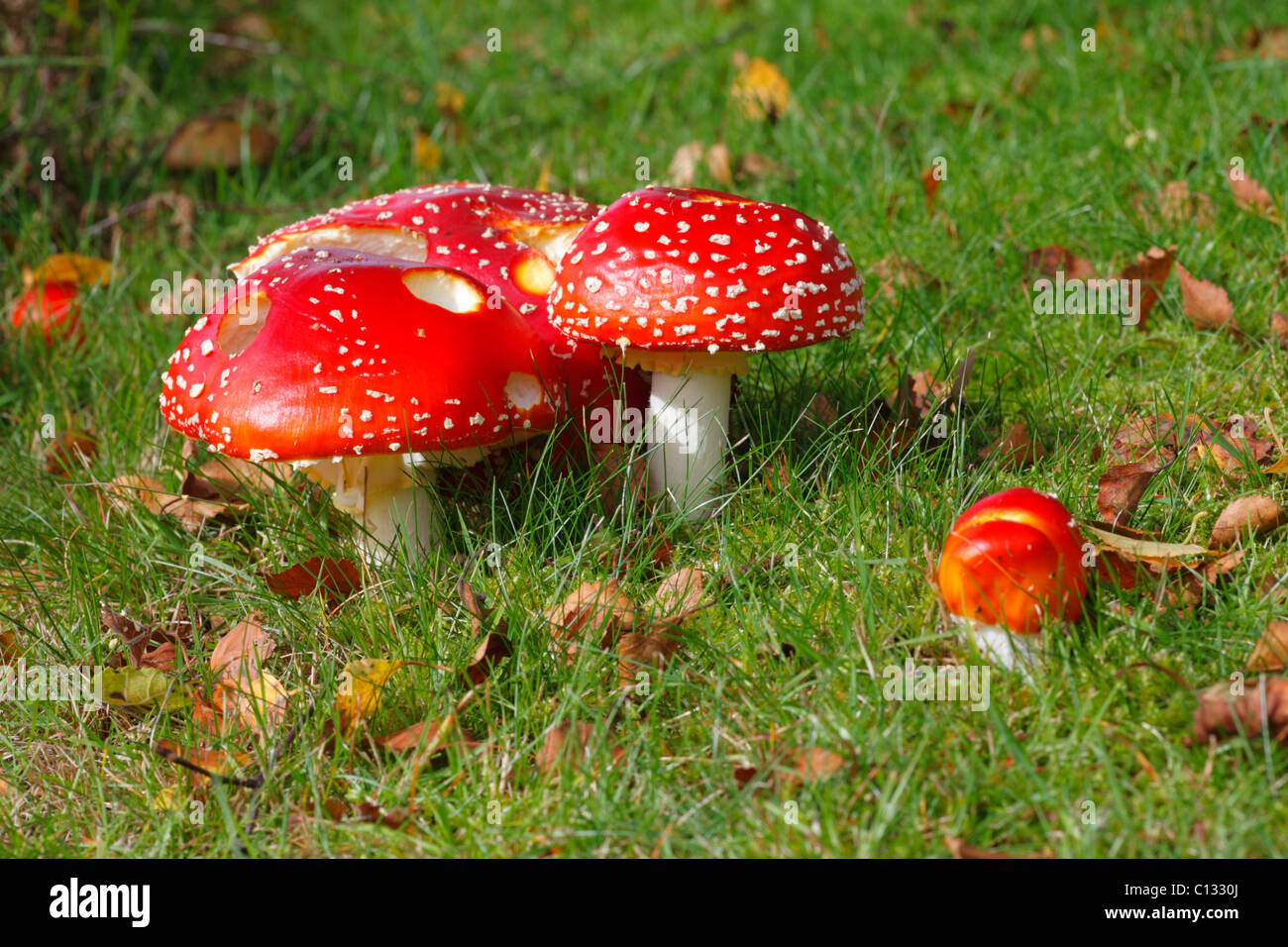 Fliege Agaric Pilze (Amanita Muscaria) Fruchtkörper unter einer Birke (Betula). Powys, Wales. Oktober. Stockfoto