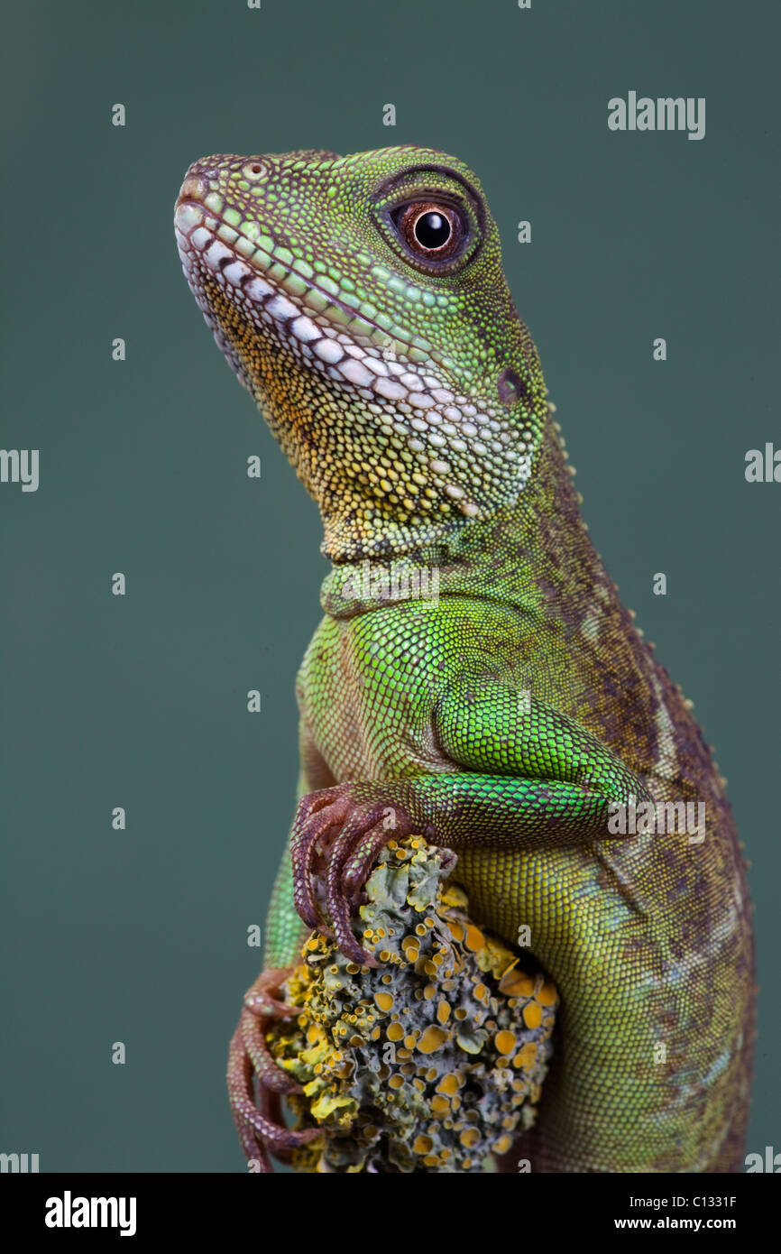 Chinesische Wasser Drachen Physignathus Cocincinus Porträt Stockfoto
