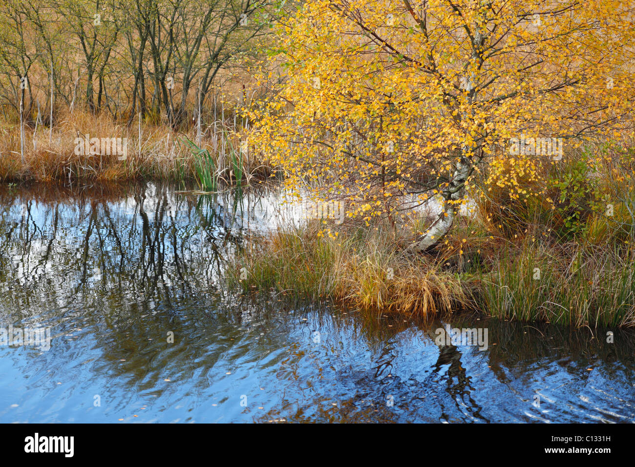 Lebensraum. Feuchtgebiet mit Birken und Weiden Bäume etc. im Herbst. CORS Caron, Ceredigion, Wales. Oktober Stockfoto