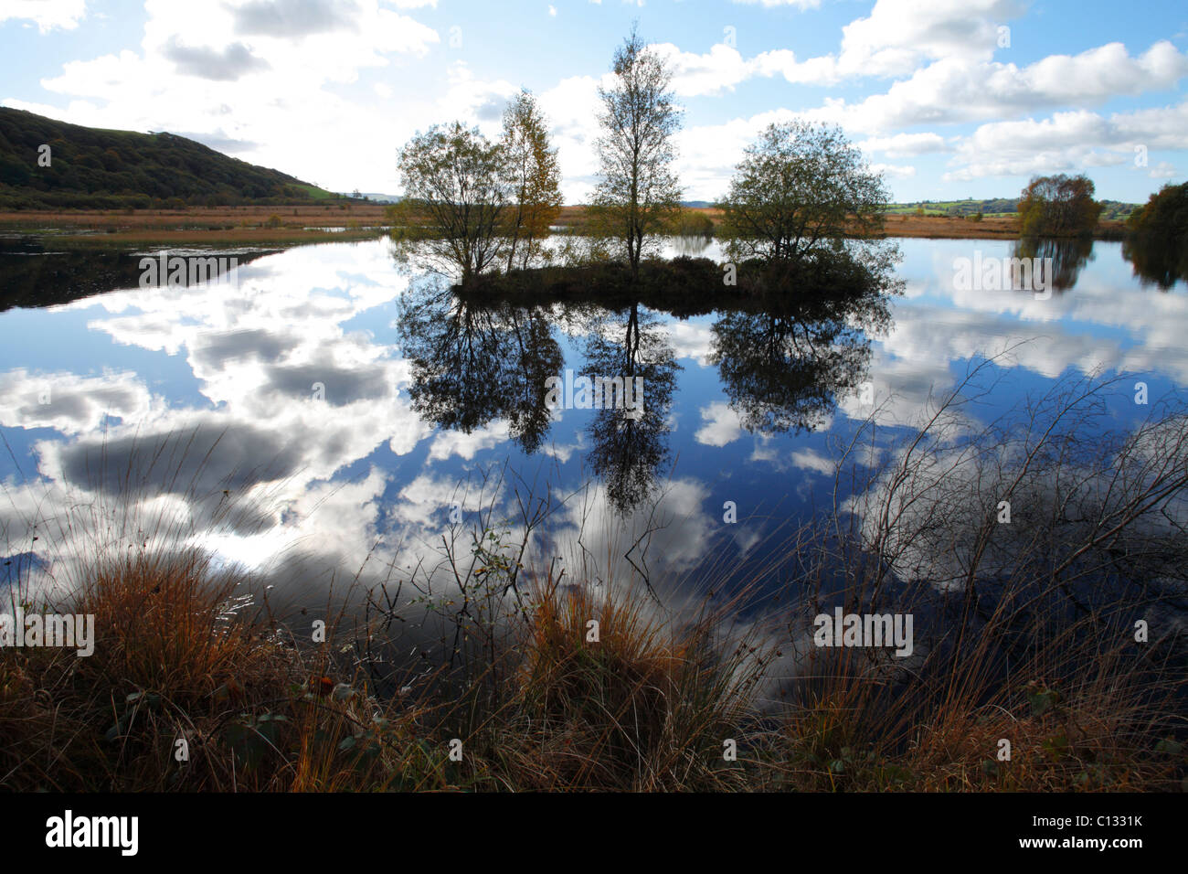 Lebensraum. Feuchtgebiet mit Birken und Weiden Bäume etc. im Herbst. CORS Caron, Ceredigion, Wales. Oktober Stockfoto