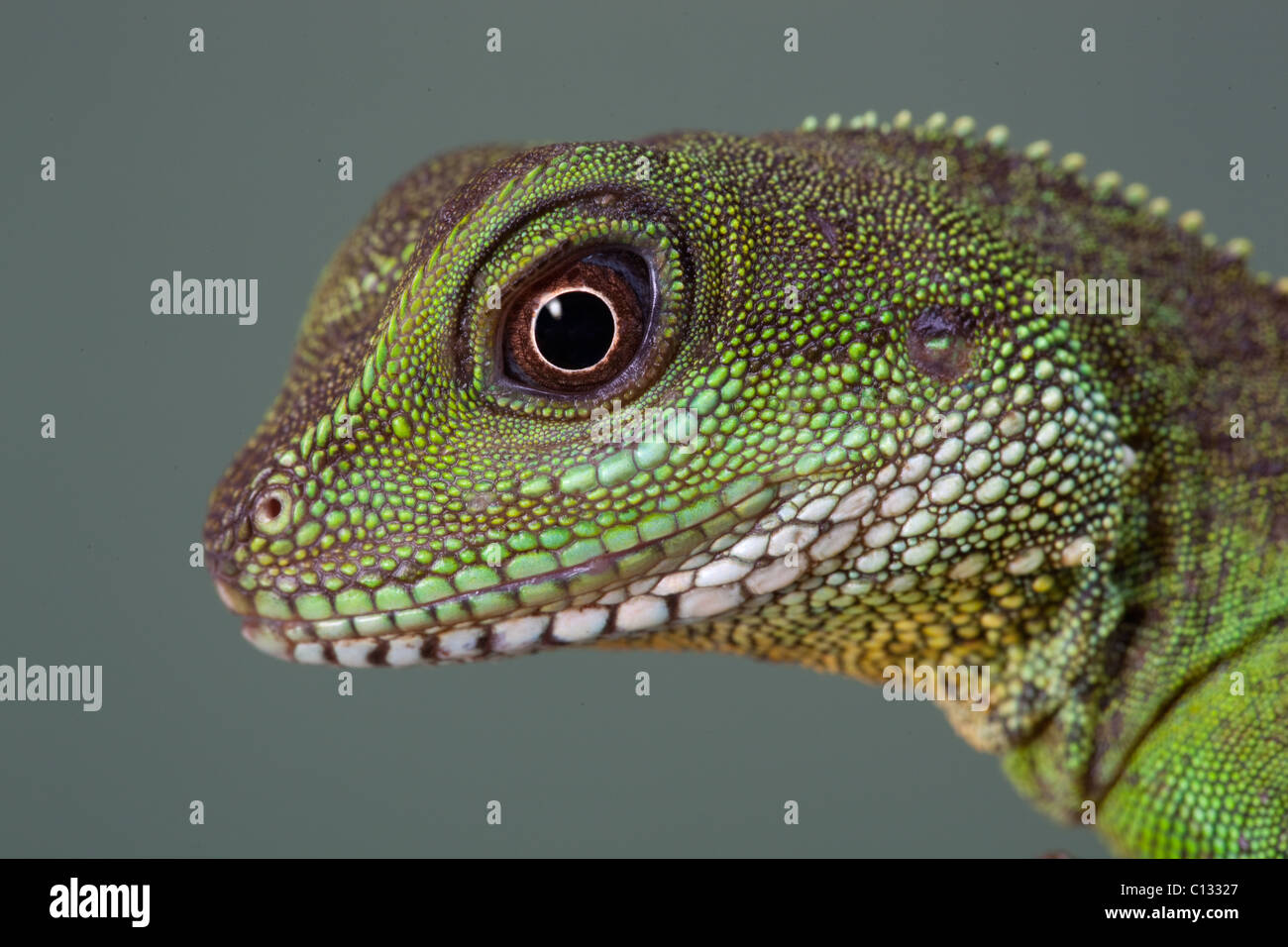 Chinesische Wasser Drachen Physignathus Cocincinus Porträt Stockfoto