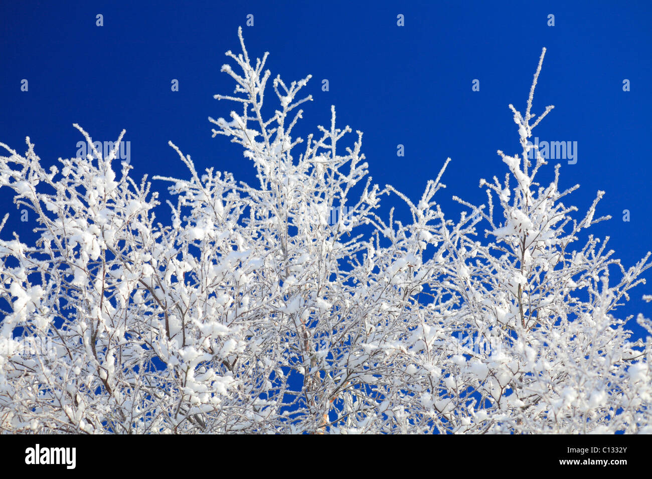 Schnee und Eis auf Ästen und Zweigen Moorbirke (Betula Pubescens). Powys, Wales. November. Stockfoto
