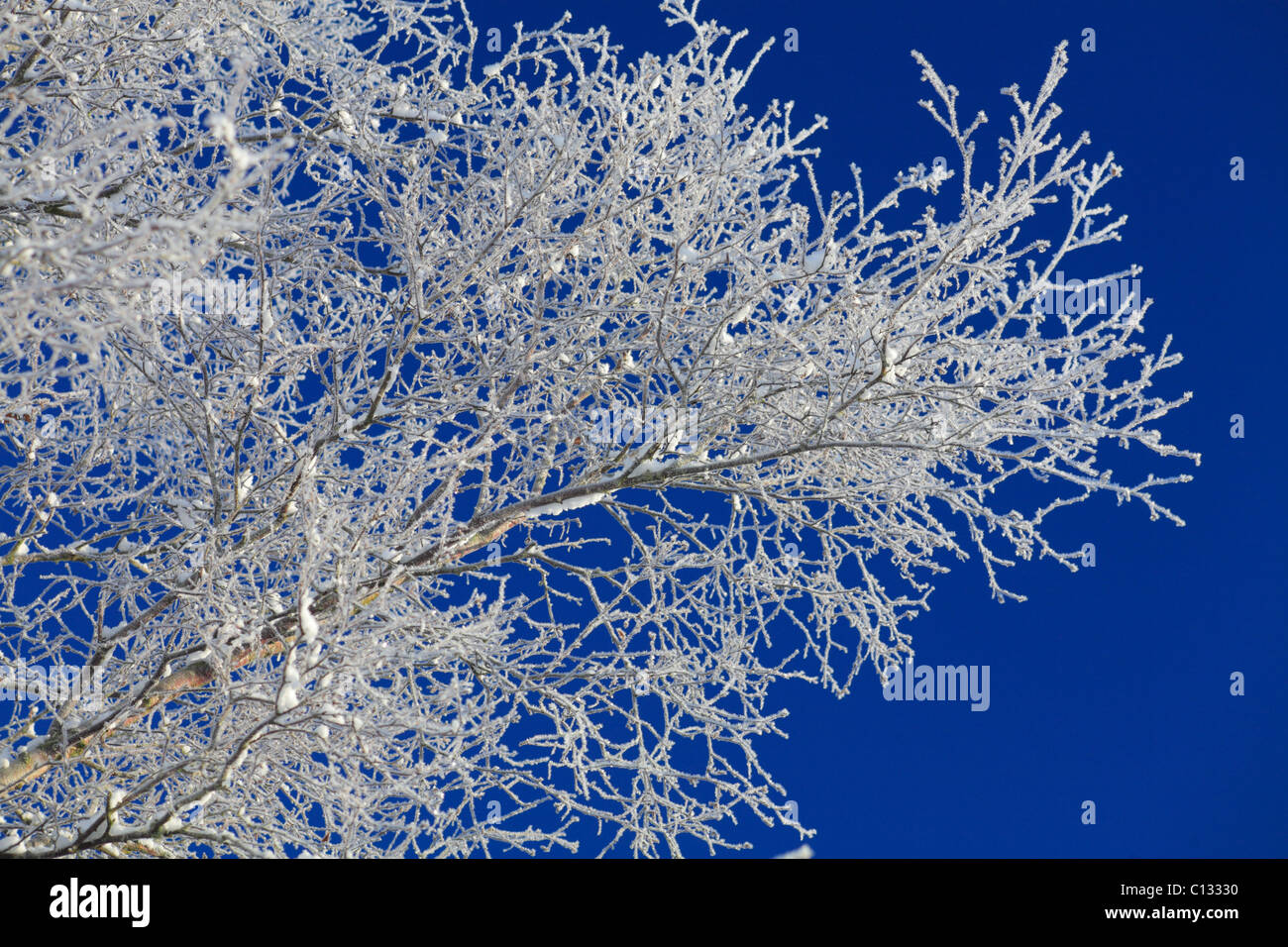 Schnee und Eis auf Ästen und Zweigen der Moorbirke (Betula Pubescens). Powys, Wales. November. Stockfoto