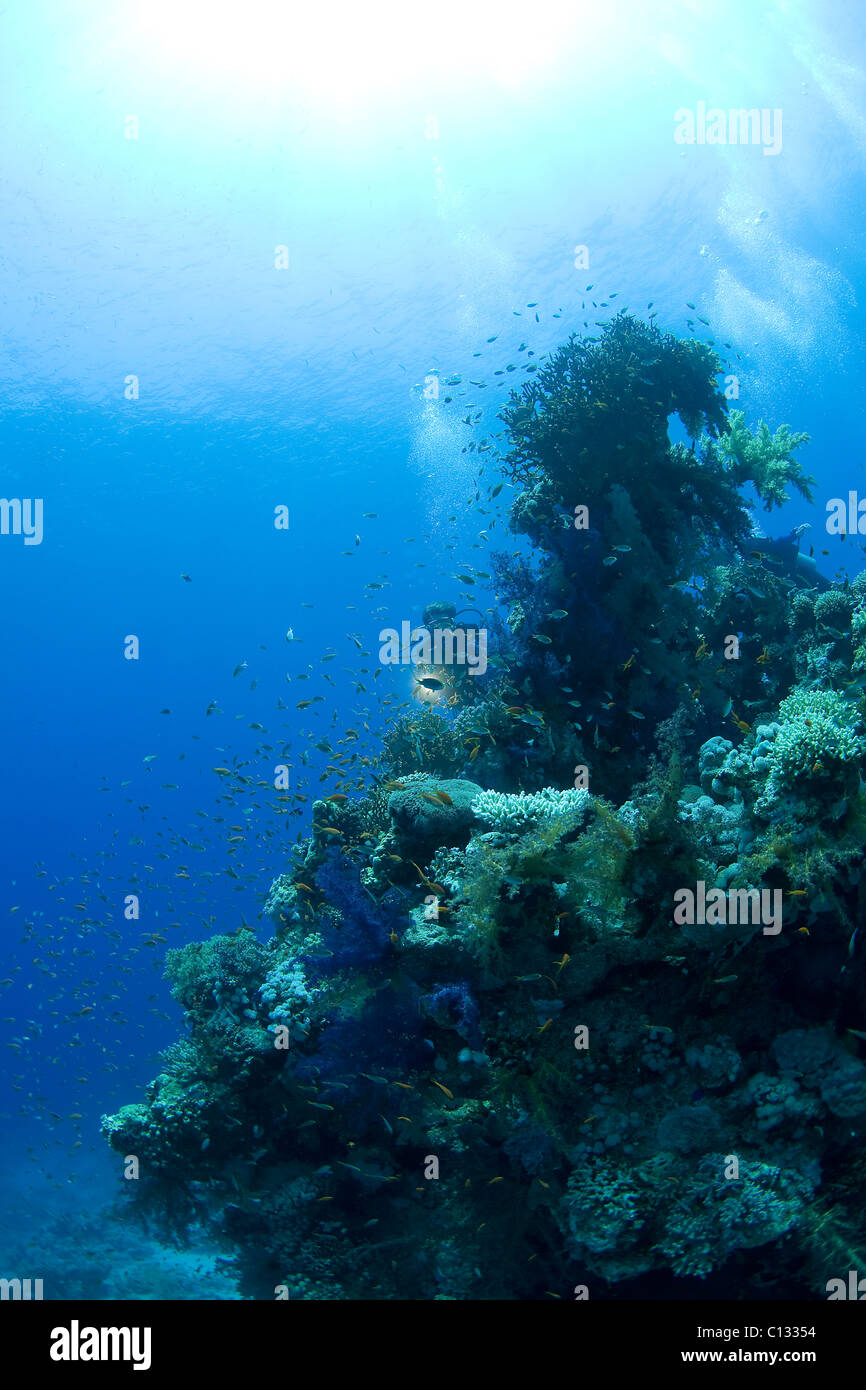 Taucher und Korallen Bommie, Jack Fish Alley, Ras Mohamed, Rotes Meer Stockfoto