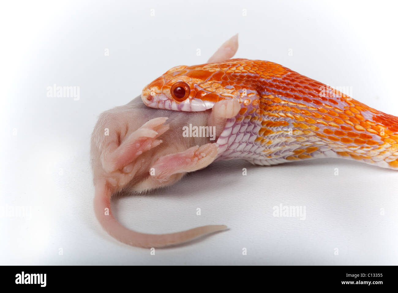 Corn Snake bieten Guttata Guttata Essen tote Maus Stockfoto