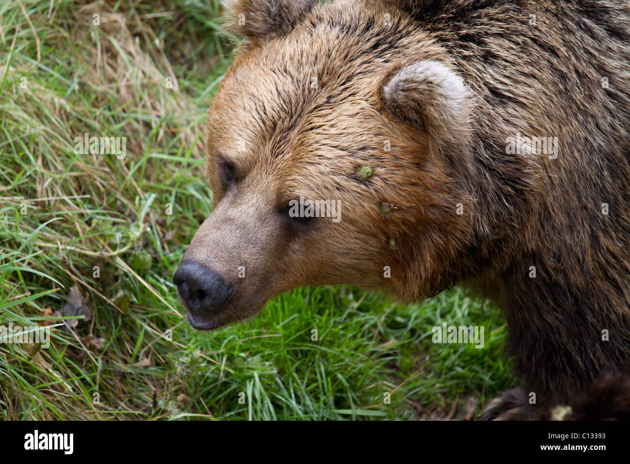 Eurasische Braunbären auf ZSL Whipsnade getroffen. Stockfoto