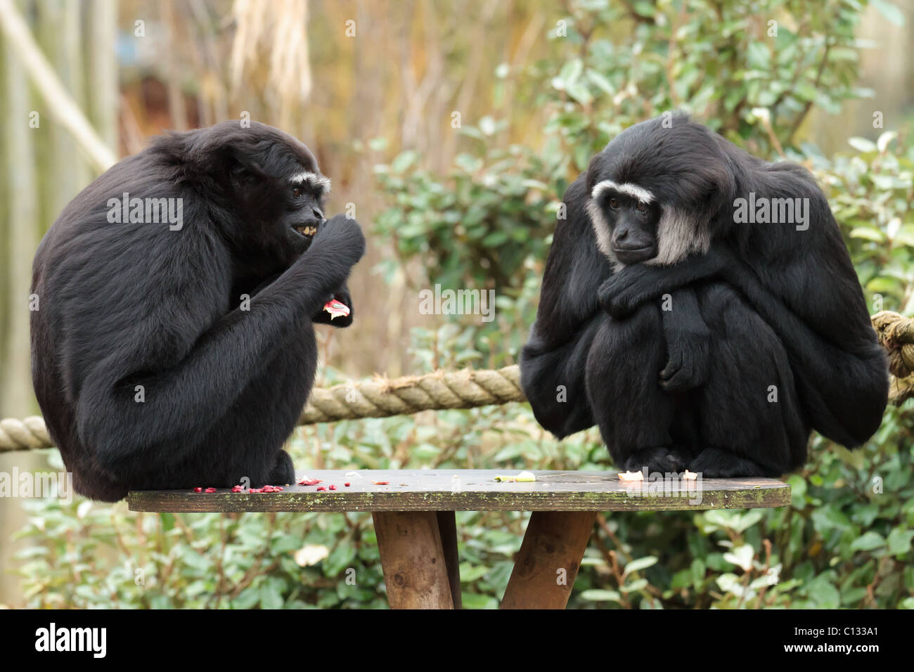 2 Agile Gibbons bei der Fütterung im Zoo von Bristol. Stockfoto