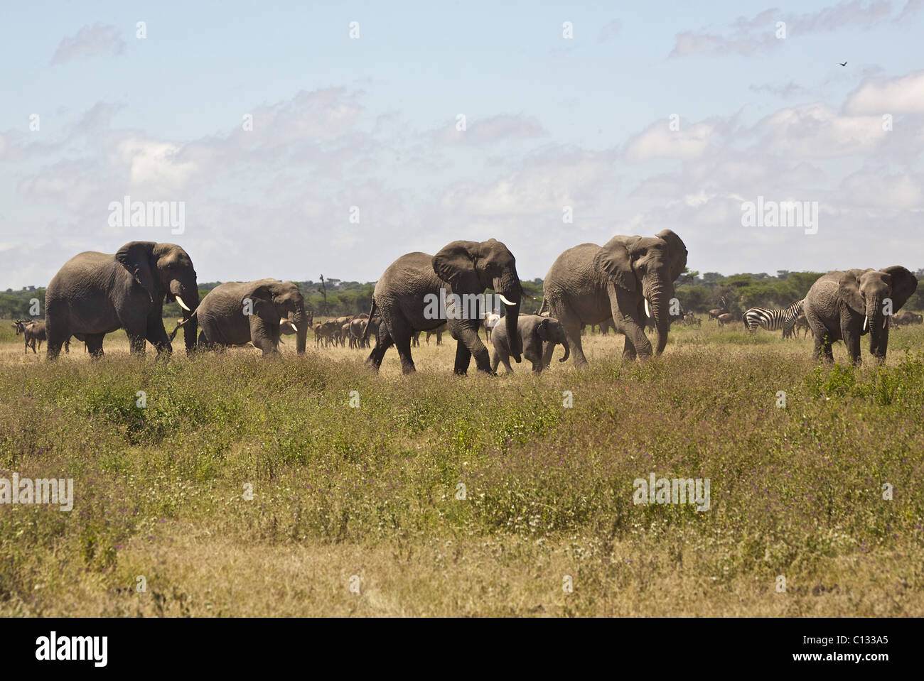 Afrikanischen Bush Elefanten (Loxodonta Africana) Herde auf Serengeti Plains, Tansania Stockfoto