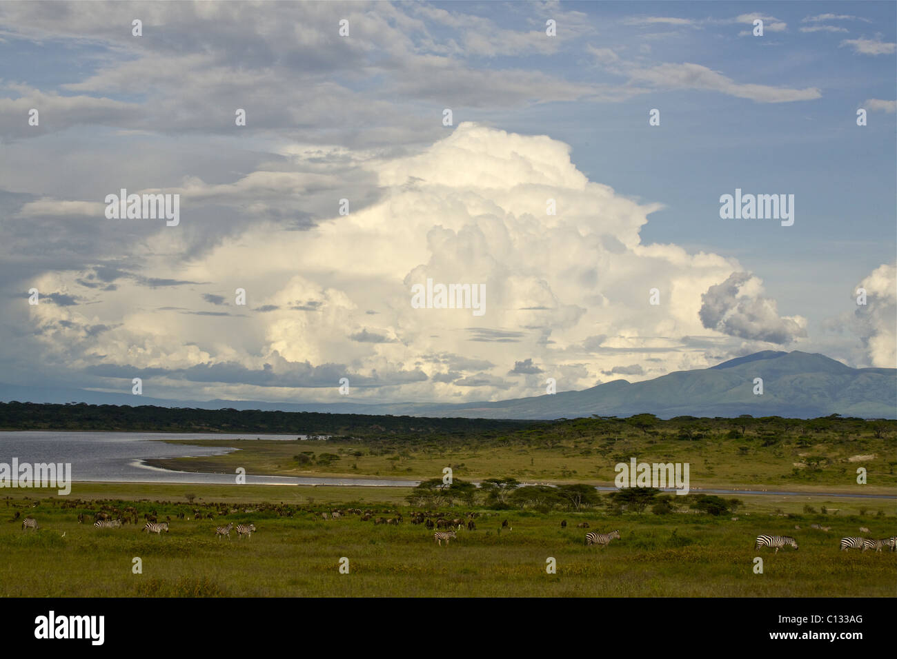 Blick auf Lake Ndutu, Mount Lemagrut, Serengeti, Tansania Stockfoto