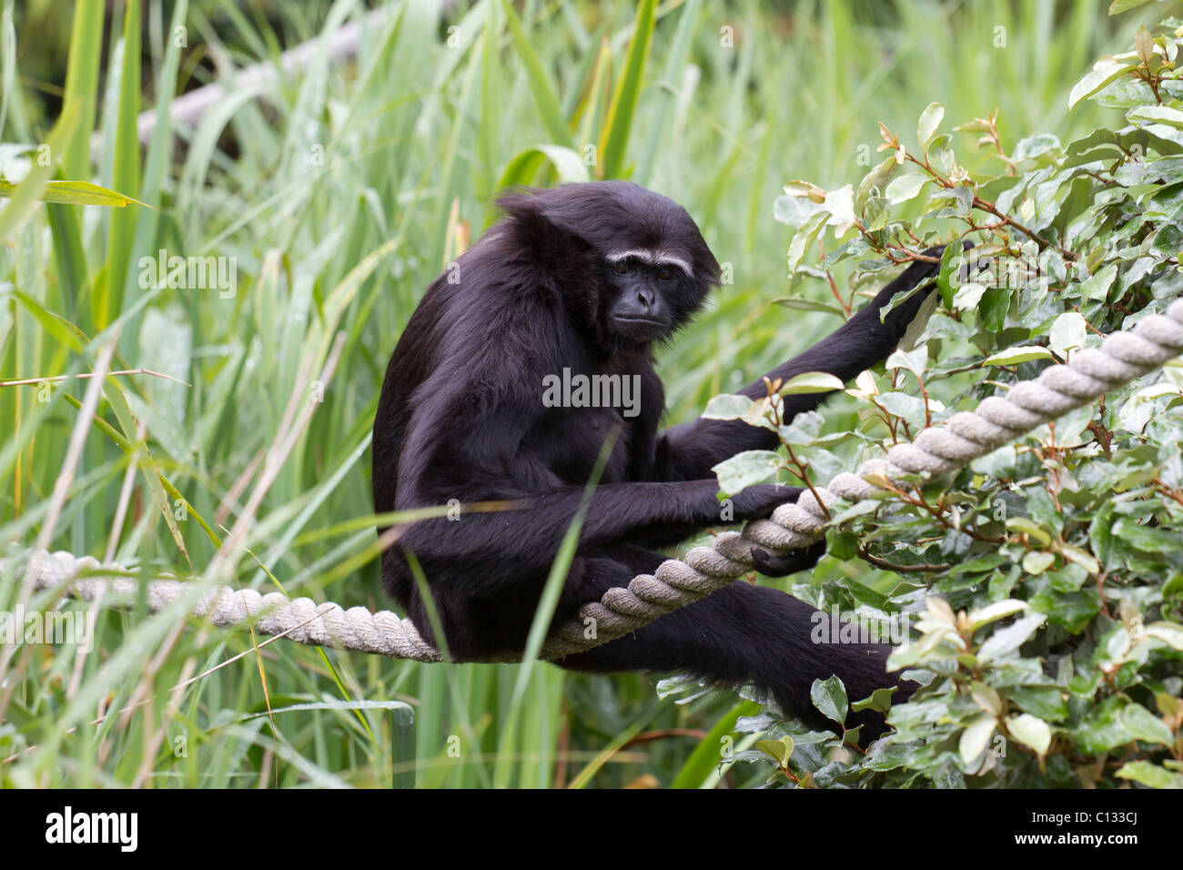 Eine Agile Gibbon saß an einem Seil in die Kamera schaut. Aufgenommen im Zoo von Bristol. Stockfoto