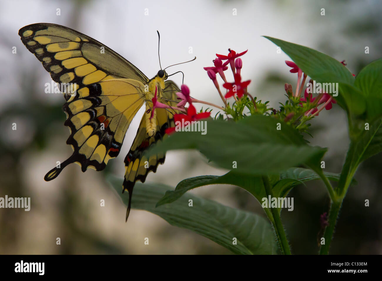 Ein helles gelb Schmetterling Fütterung auf eine Blume im Zoo von Bristol Stockfoto