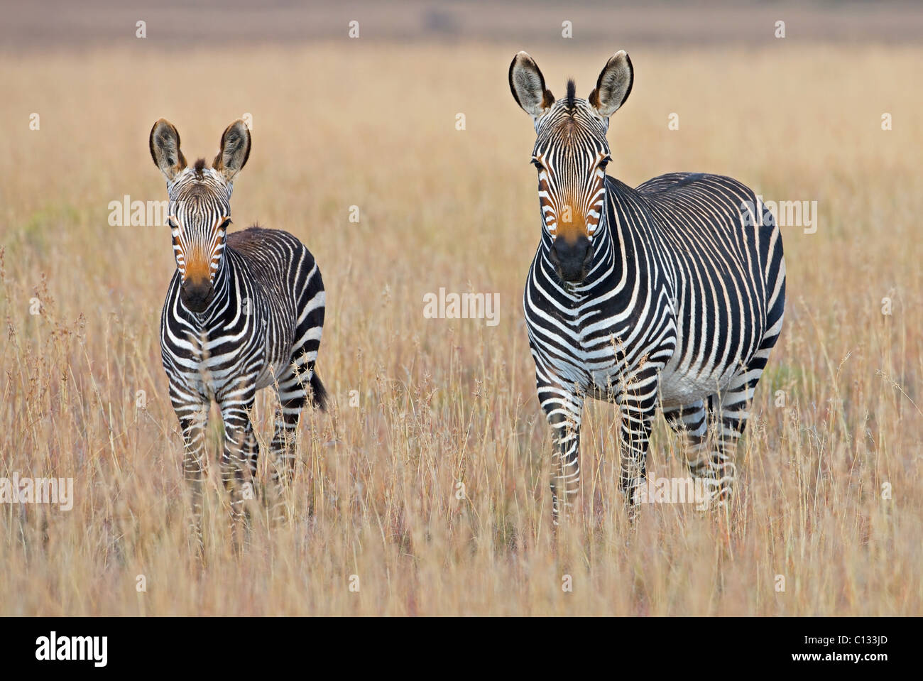 Ebenen Zebra (Equus Quagga) mit Fohlen im Grasland, Mountain Zebra National Park, Provinz Eastern Cape, Südafrika Stockfoto