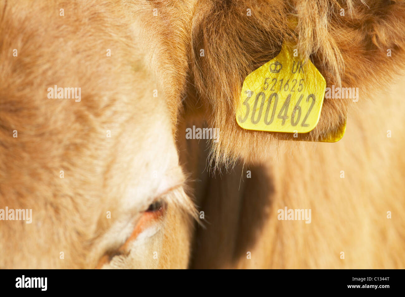 Limousine cross Rinder. Ohrmarken. Aberdeenshire, Schottland, Vereinigtes Königreich Stockfoto
