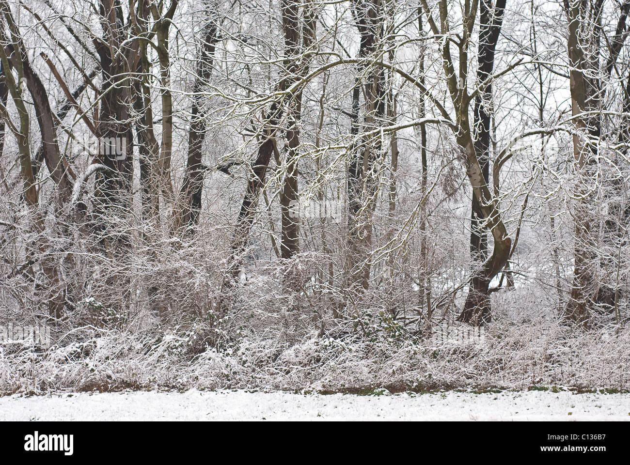 Winter-Wunderland eines Waldes nach einem Schneesturm Stockfoto