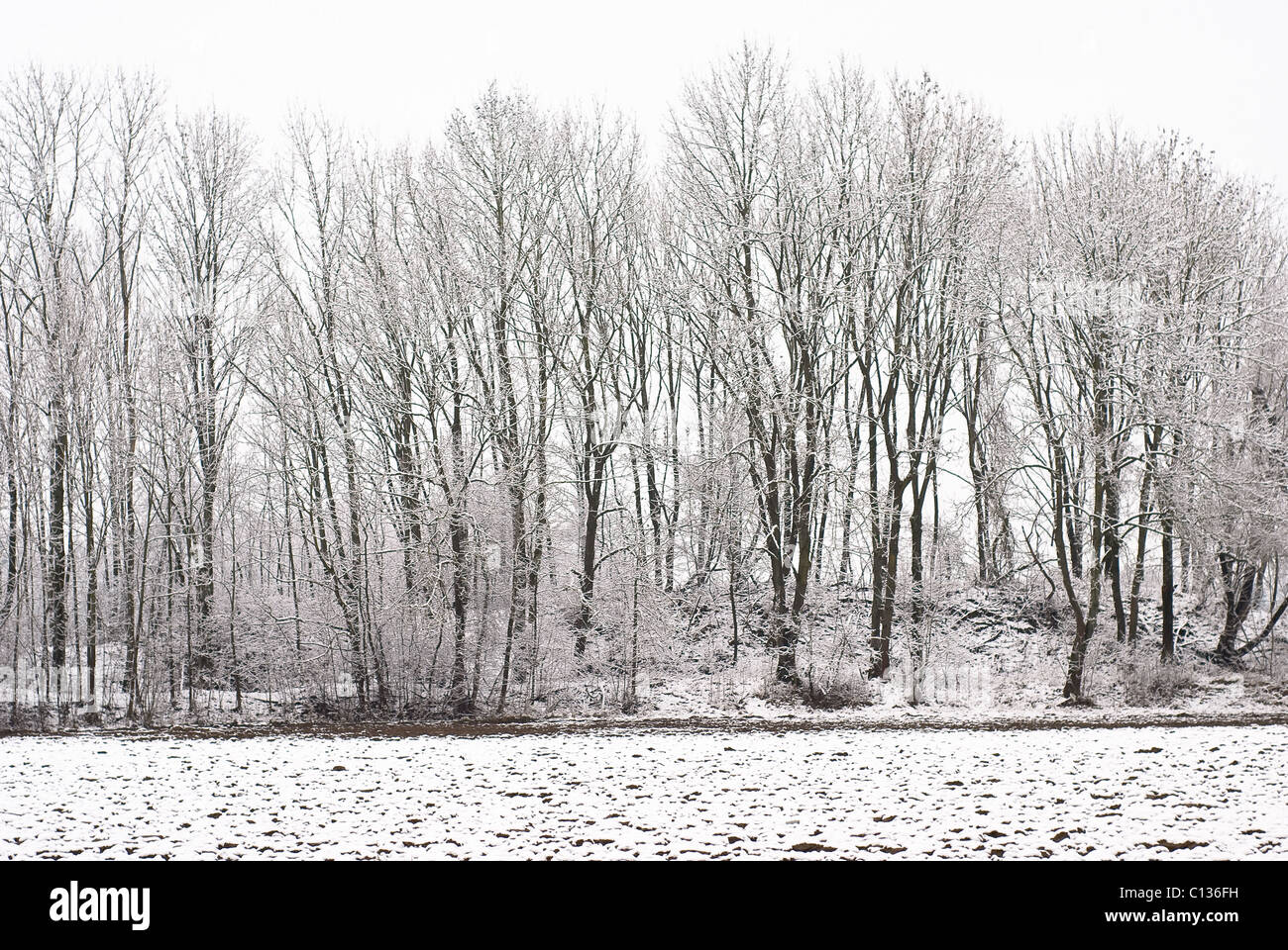 Winter-Wunderland eines Waldes nach einem Schneesturm Stockfoto