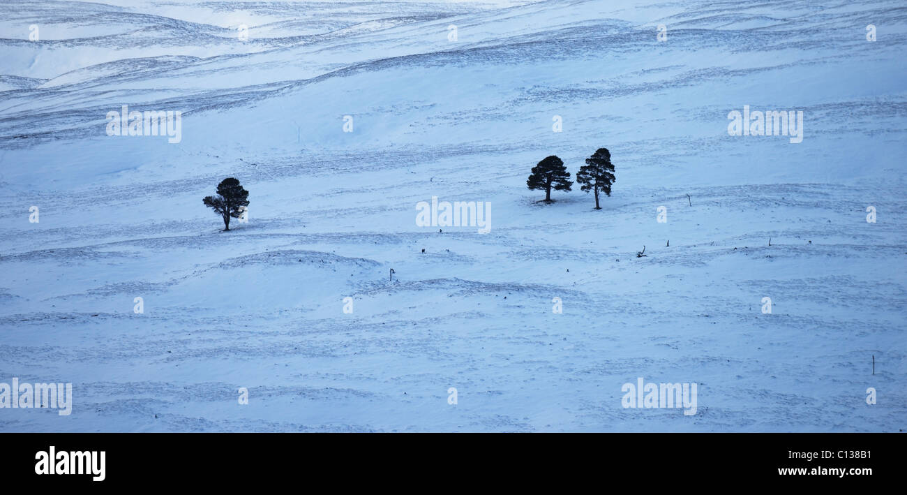 Reste der Caledonian Wald in der Nähe von Braemar, Deeside, Aberdeenshire, Schottland, Großbritannien. Stockfoto