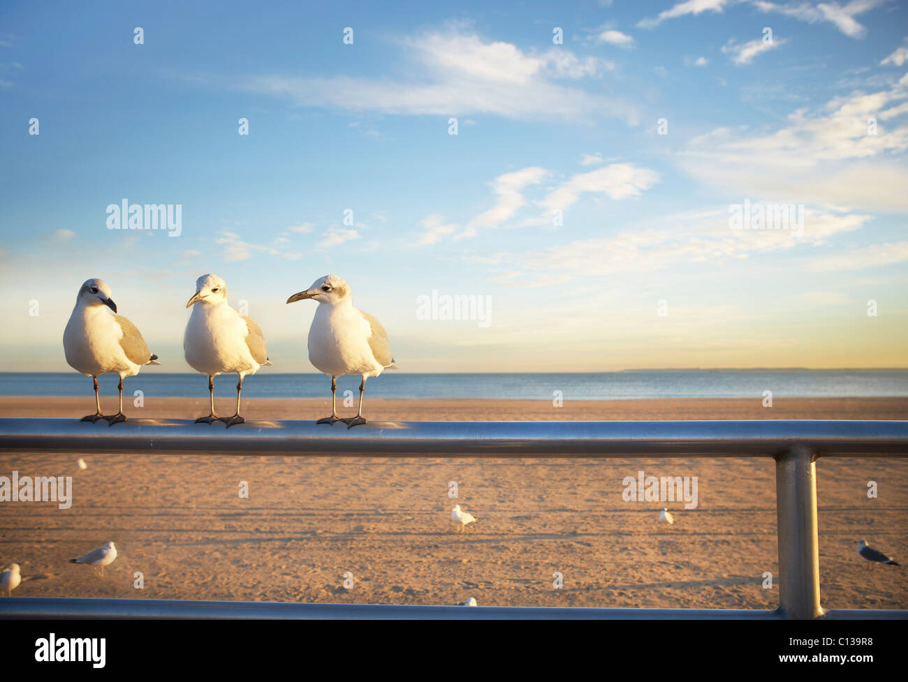 USA, New York City, Coney Island, drei Möwen am Geländer Stockfoto