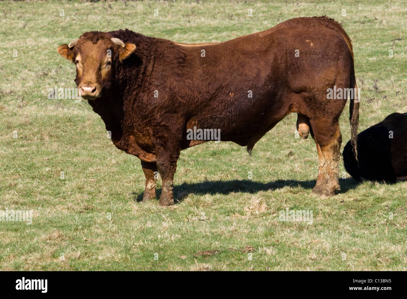 Ein brauner Stier In einem Feld in Oxfordshire-England Stockfoto