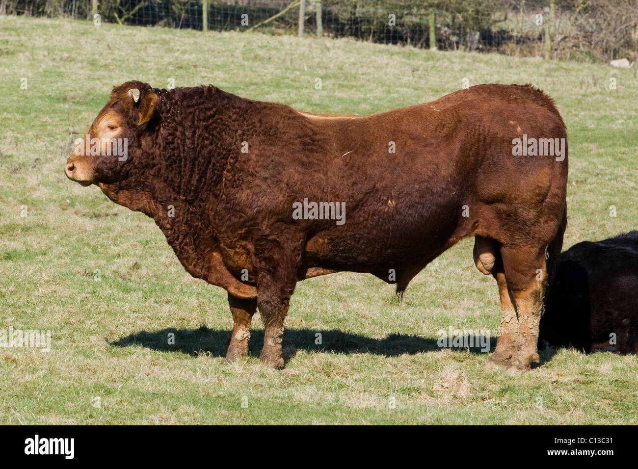 Kastrierter erwachsener mann -Fotos und -Bildmaterial in hoher ...