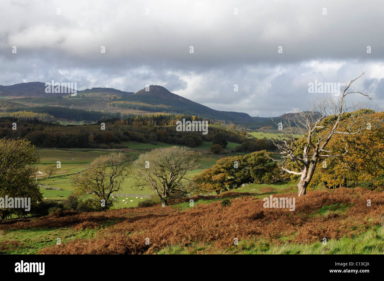Eichen im Herbst mit Screel Hill Stockfoto