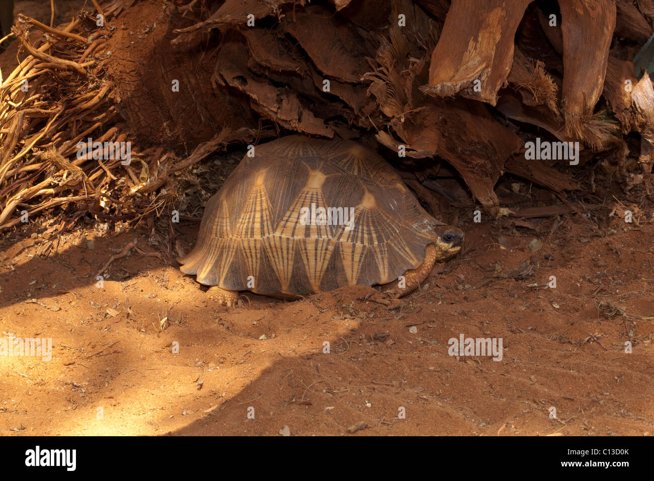 Abgestrahlte Schildkröte Astrochely (Geochelone radiata). Süden Madagaskars. Auf der Suche nach Schatten in der Hitze des Tages. Endemisch. Stockfoto