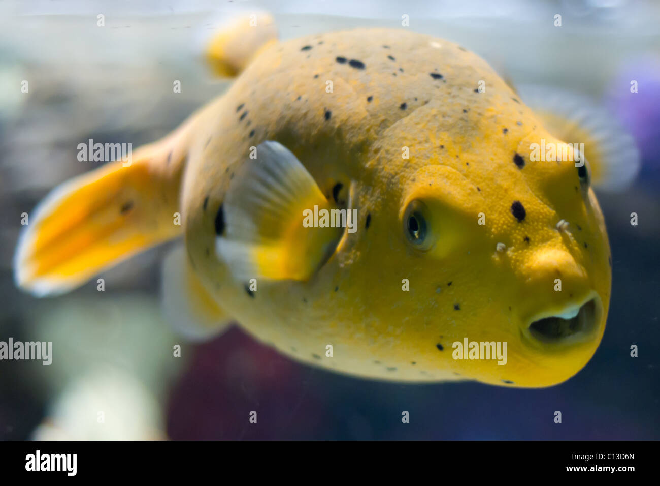 Eine gelbe Kugelfische am Meer Leben Birmingham. Stockfoto