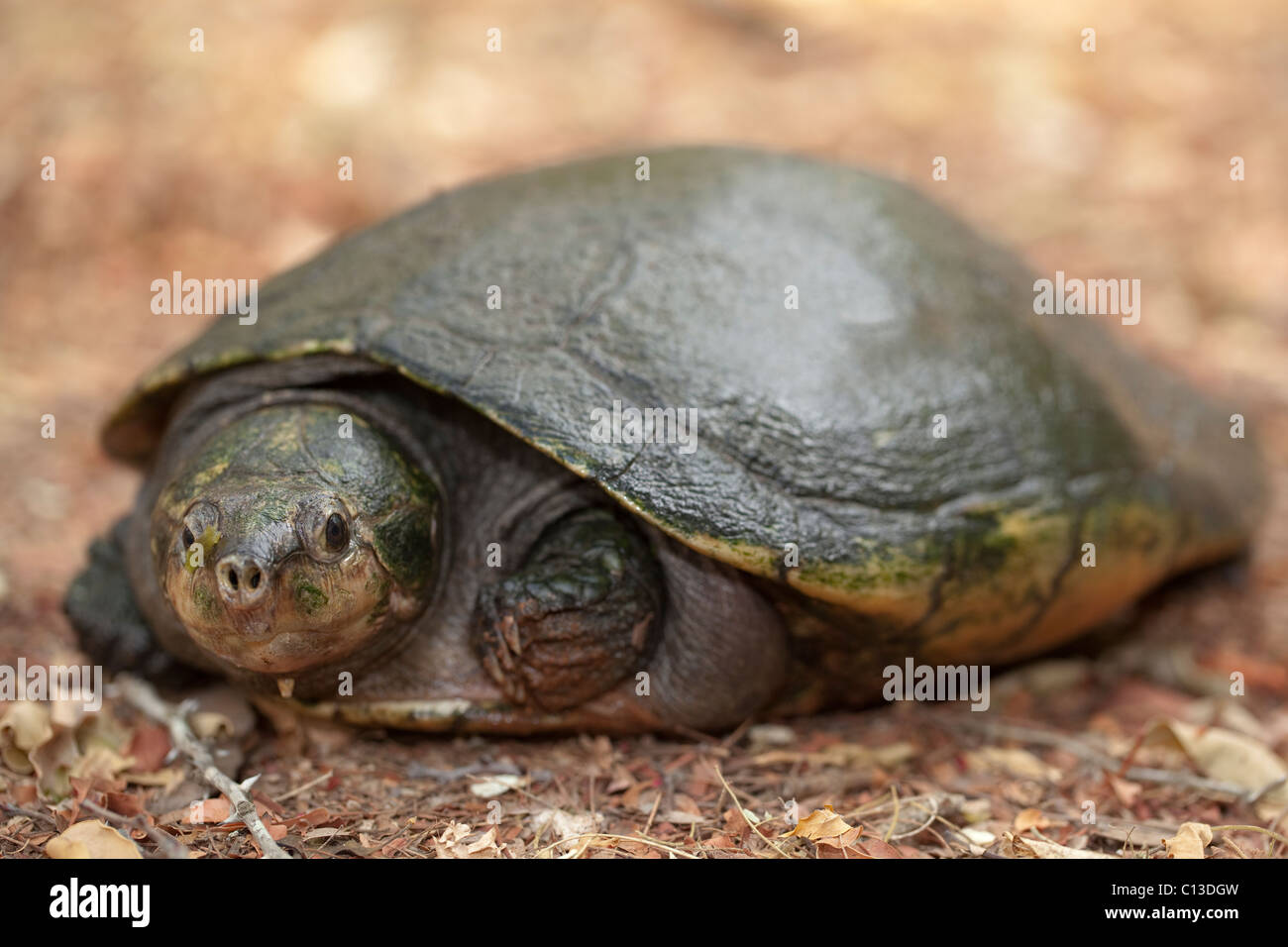Unter der Leitung der madagassischen große Schildkröte (Erymnochelys Madagascarensis). Größten Süßwasser-Schildkröten in Madagaskar. Endemisch. Stockfoto