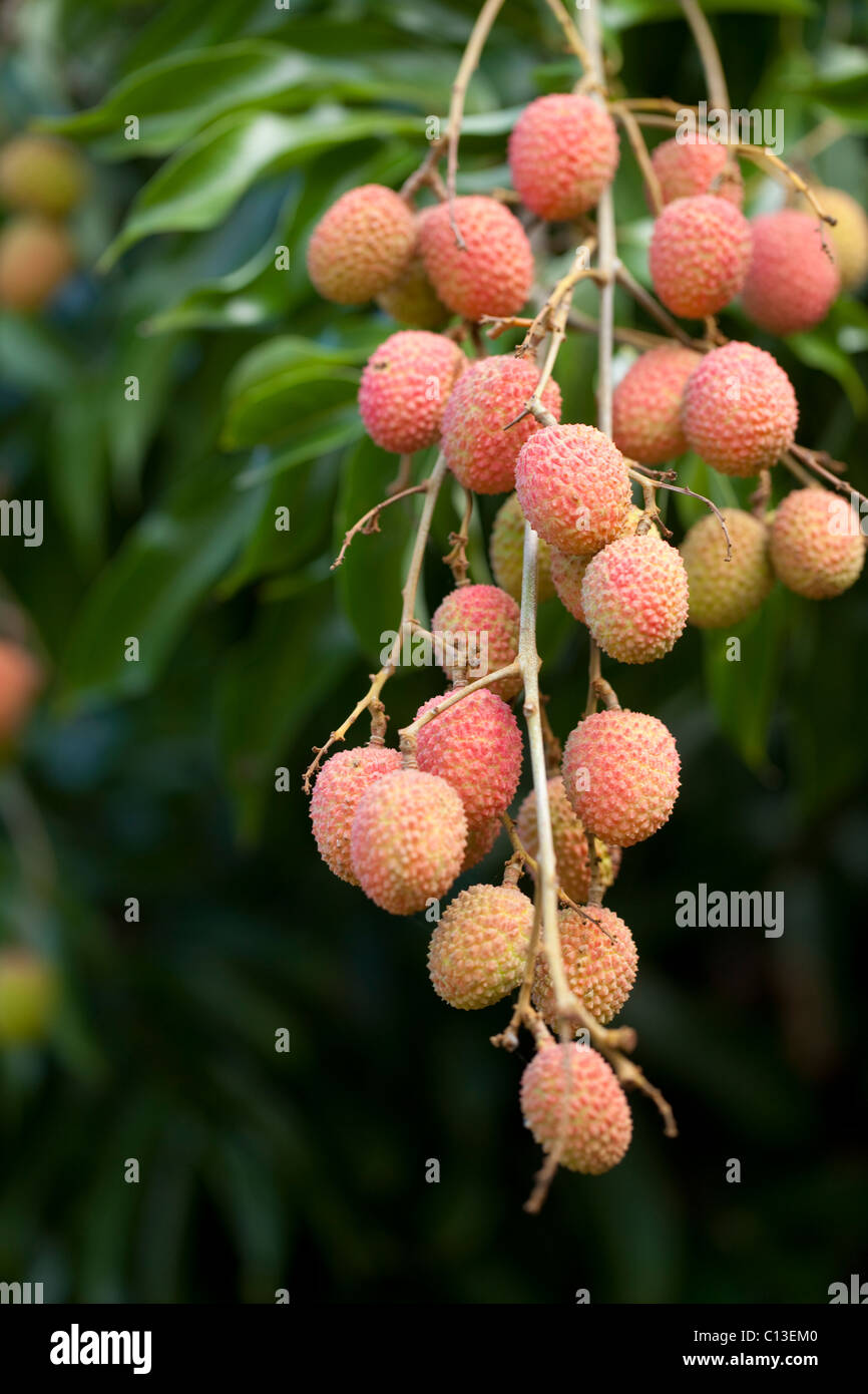 Lychee Früchte (Litchi Chinensis). Bäume hier angebaut und in Madagaskar. Heimisch in China. Stockfoto