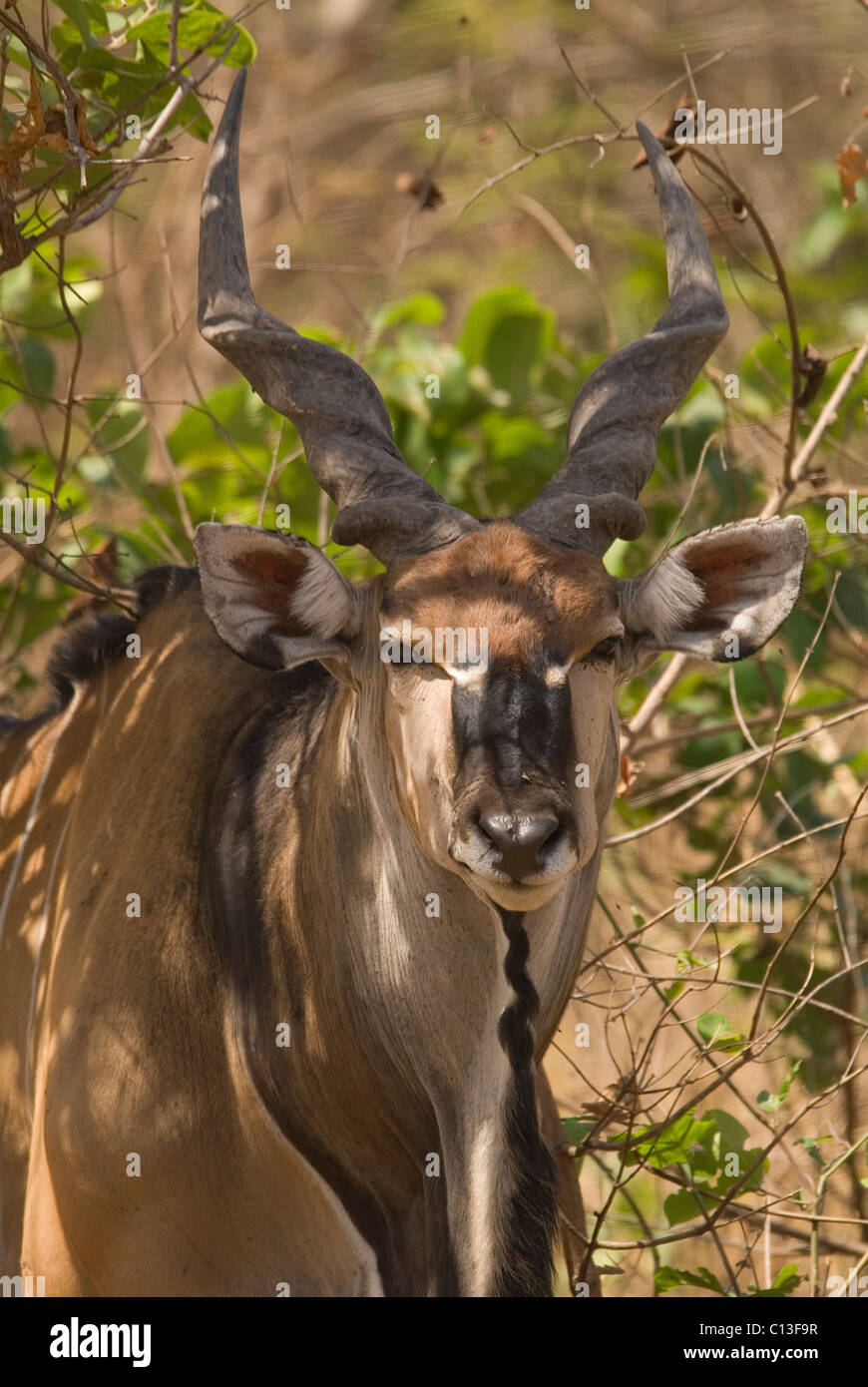 Riesiges Eland (Tauro Derbianus) auch bekannt als Lord Derby Eland Fathala Game Reserve Norden Senegals Stockfoto