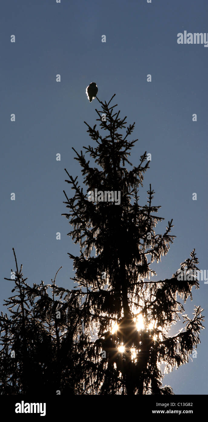 Panorama-Foto von wilden nördlichen Sperbereule (Surnia Ulula) an der Spitze des Baumes. Stockfoto