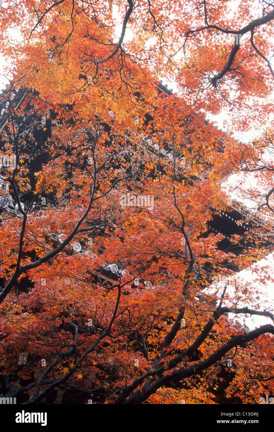 Elk148-1990 Japan, Kyoto, Shinnyo tun Tempel, drei Pagode mit Herbstlaub Stockfoto