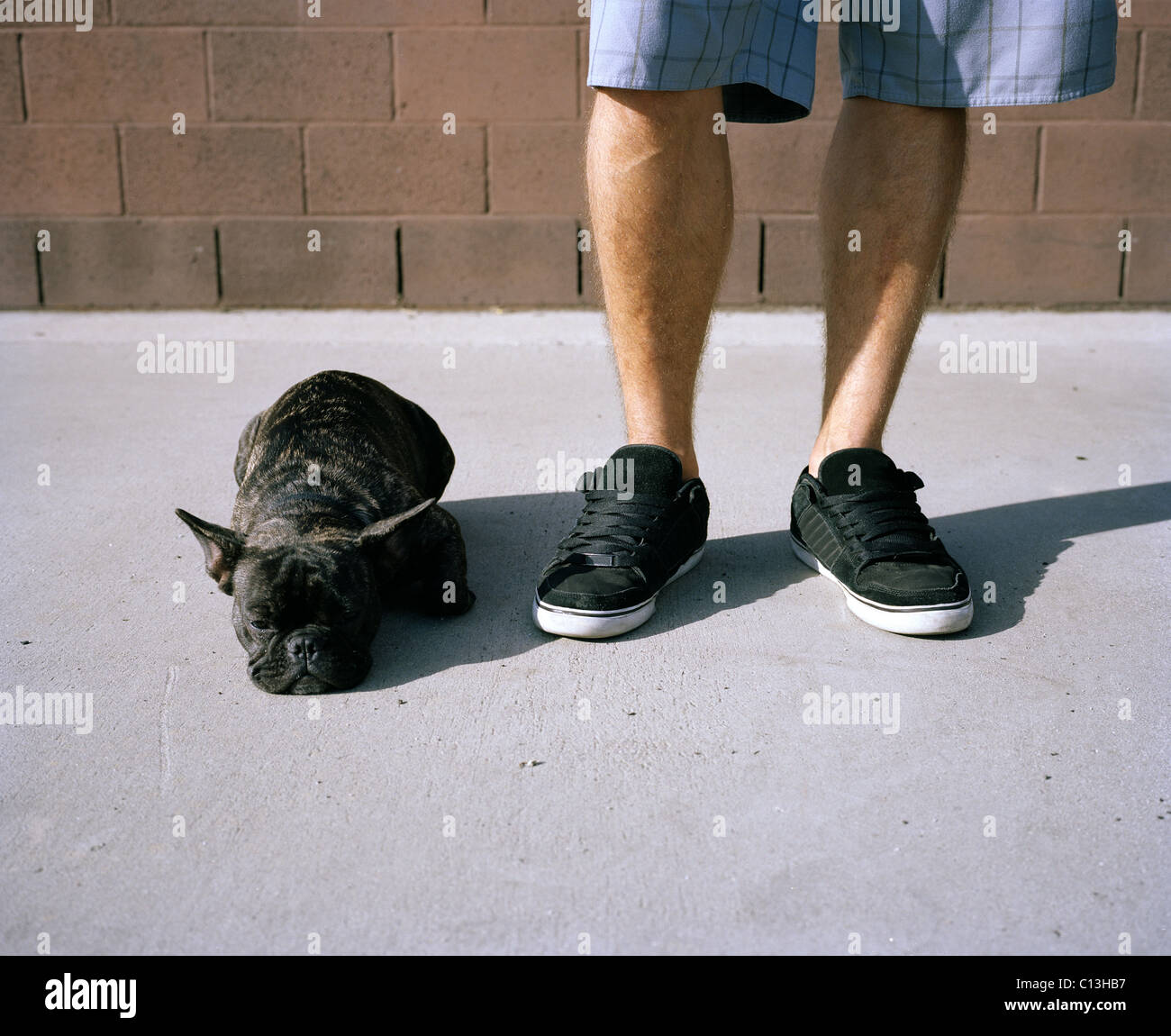 Eine französische Bulldogge zu seinem Besitzer Füßen Stockfoto
