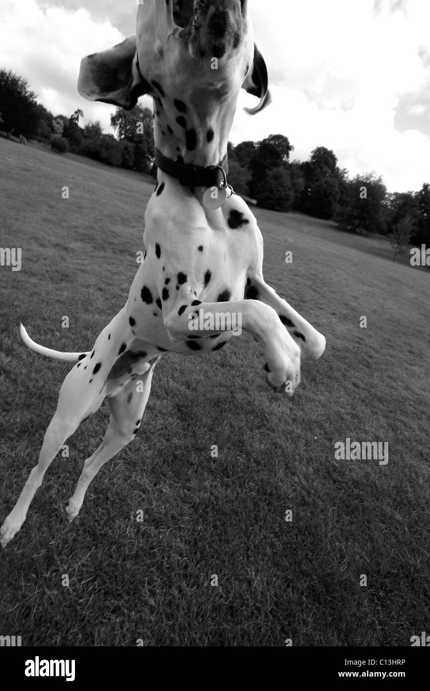 Ein Dalmatiner in einem Park, sprang Stockfoto