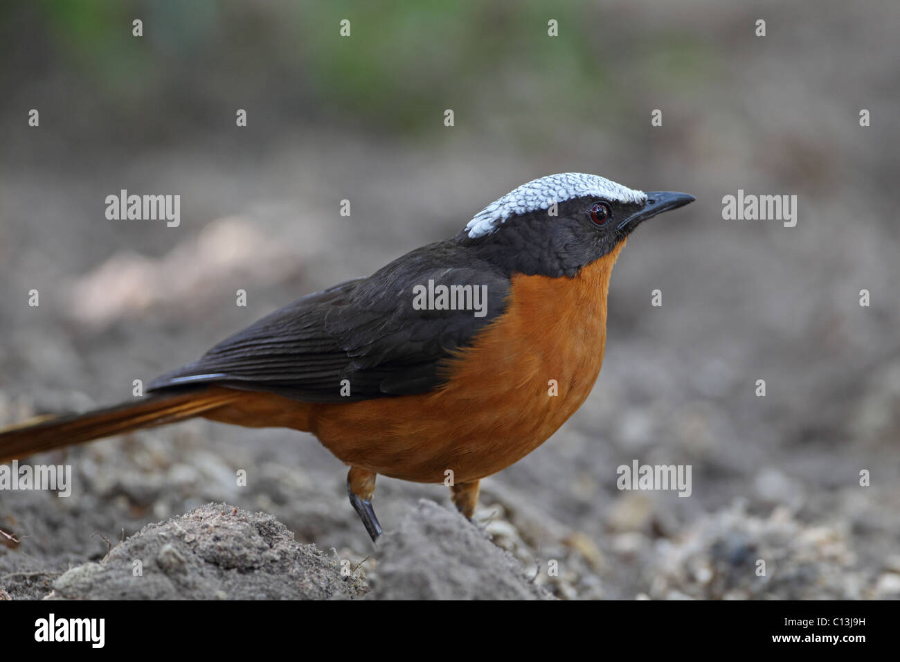 White-crowned Robin-Chat (Cossypha Albicapilla) Stockfoto
