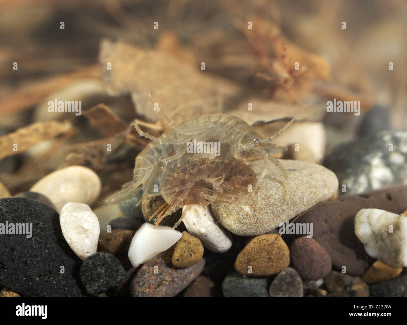 Süßwasser-Garnelen, Gammarus Pulex UK Stockfoto