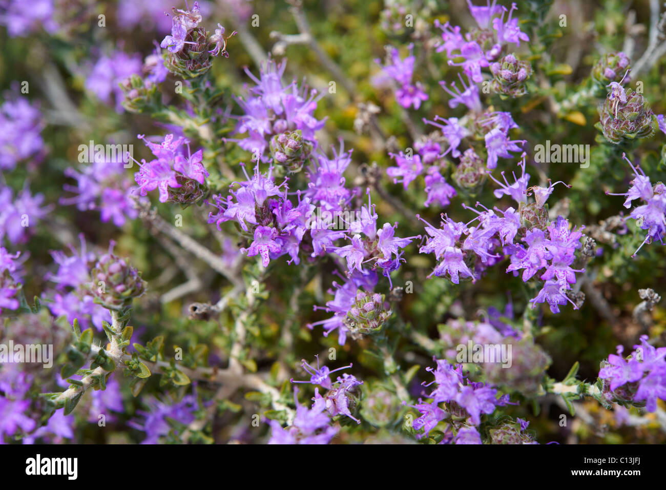 Blühende Thymian - Syros Griechenland Stockfoto