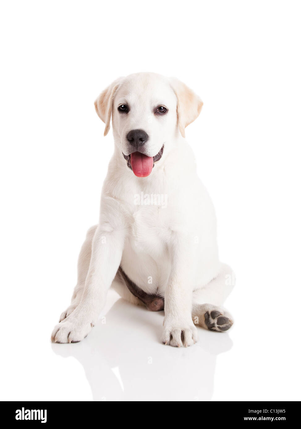 Schöne Labrador Retriever Creme Welpe isoliert auf weißem Hintergrund Stockfoto