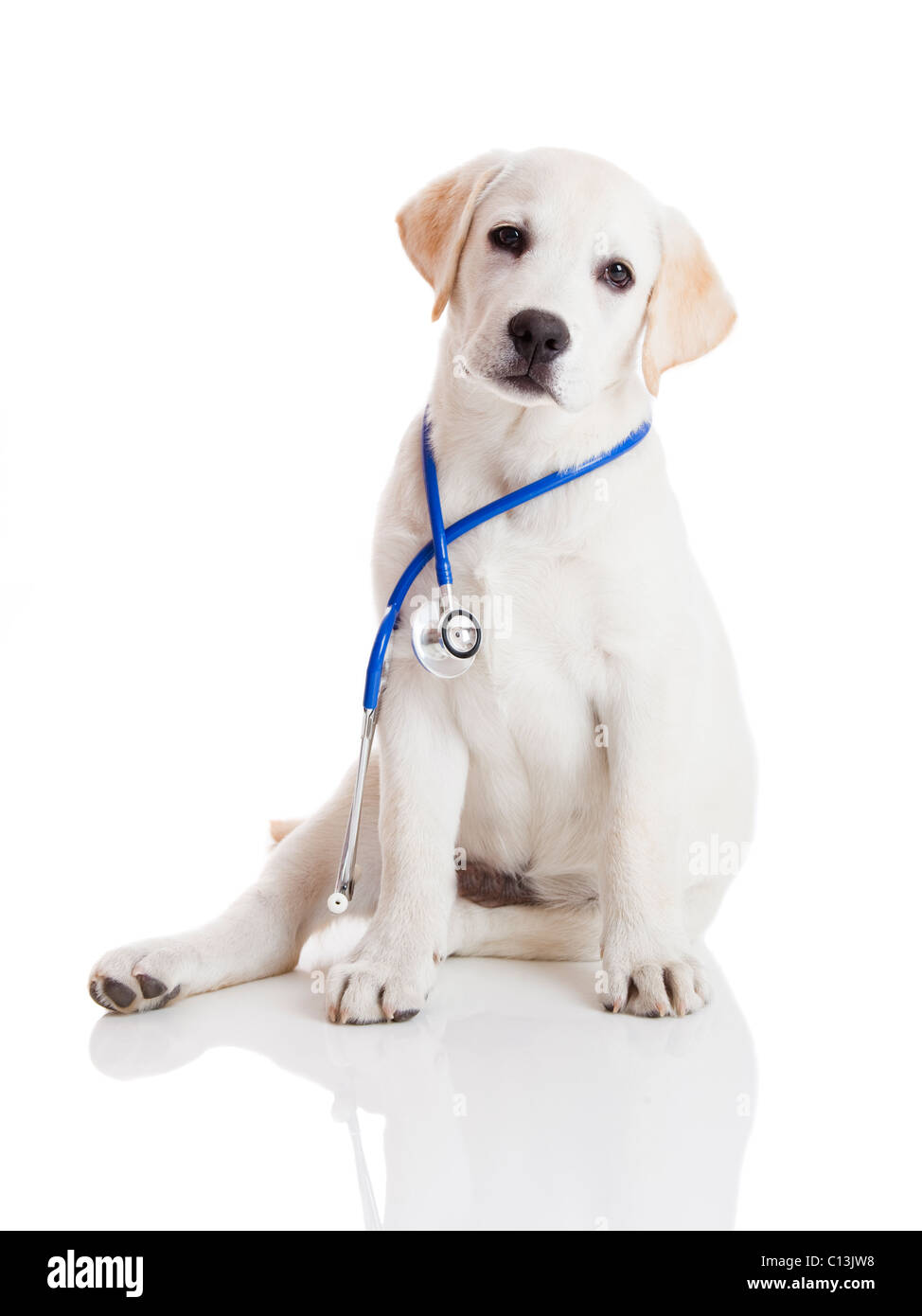 Schöne Labrador Retriever mit einem Stethoskop an seinem Hals, isoliert auf weiss Stockfoto