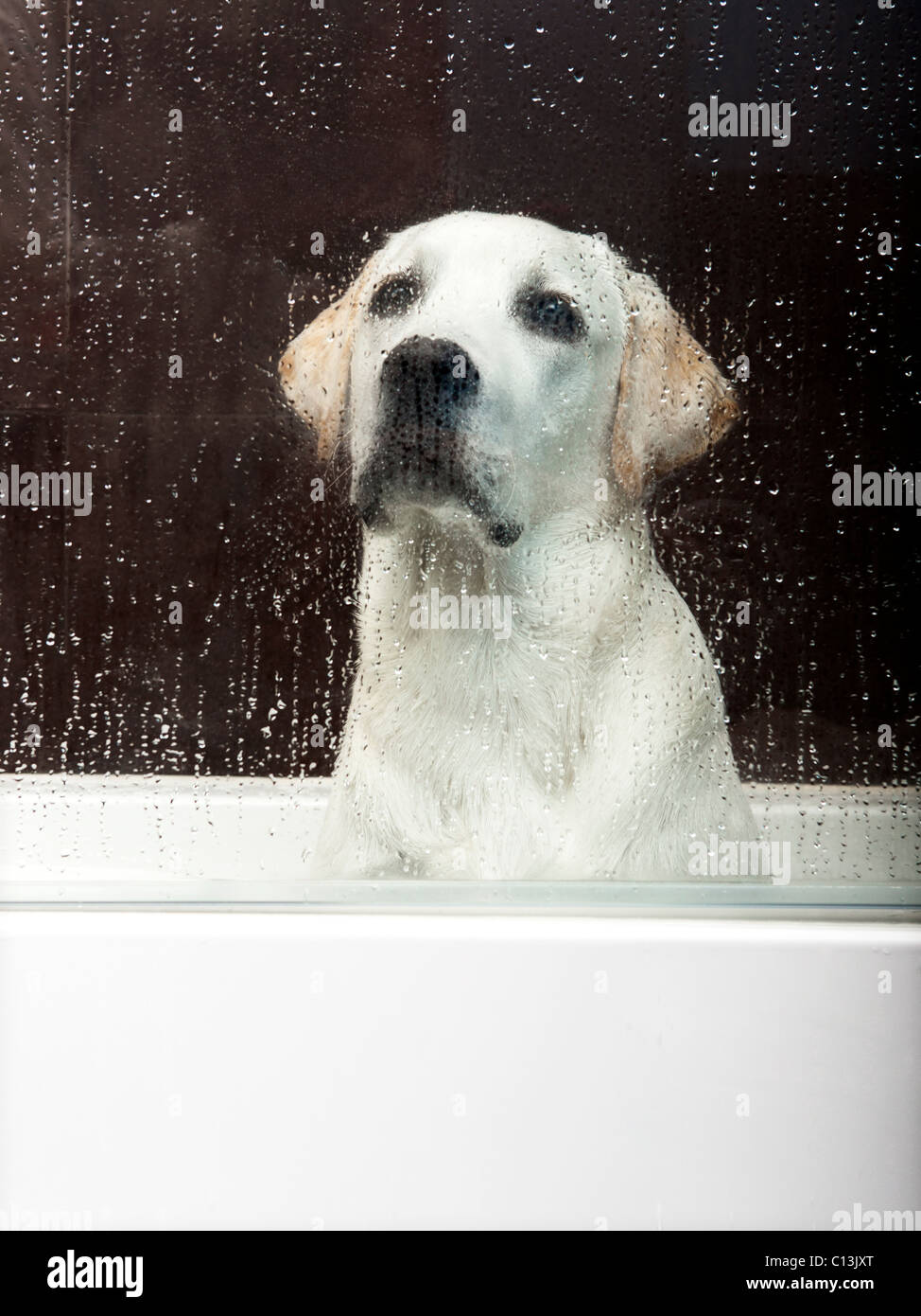 Schöne Labrador Retriever in der Badewanne warten auf das Bad Stockfoto