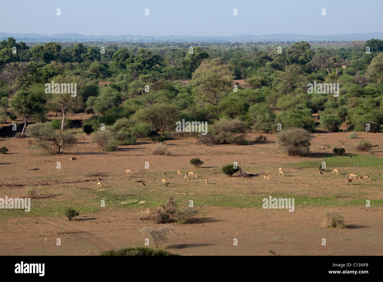 Mashatu Wildreservat. Stockfoto