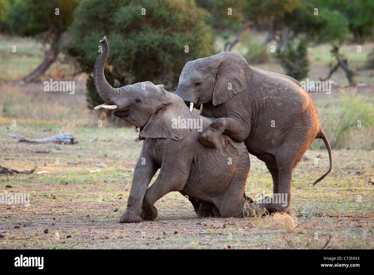 Afrikanischer Elefant (Loxodonta Africana). Zwei unreife männliche Elefanten üben spielerisch. Stockfoto