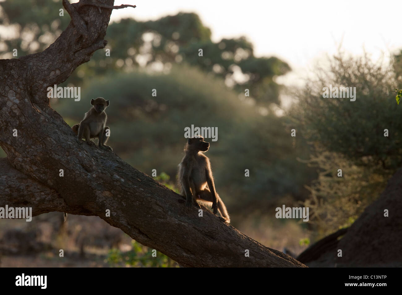Chacma Pavian (Papio Ursinus). Stockfoto