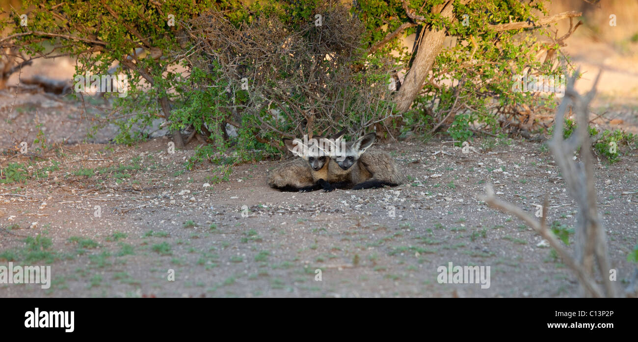 Hieb-eared Fuchs (Otocyon Megalotis) an ihrem Standort der Höhle. Stockfoto